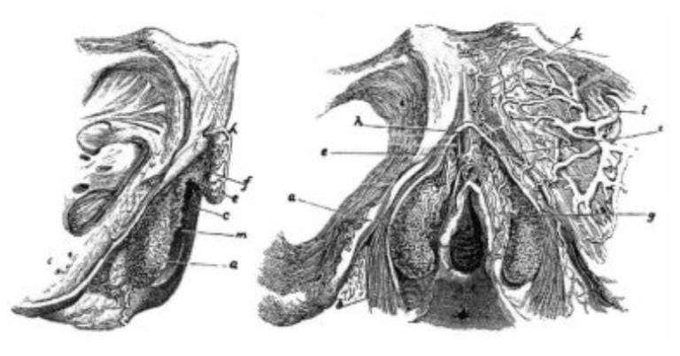 anatomy-of-the-clitoris-oconnell-0