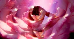 article-11-steps-woman-orgasm-0