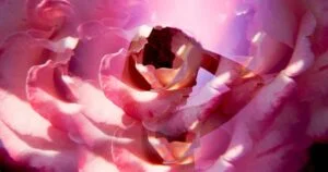 article-11-steps-woman-orgasm-0