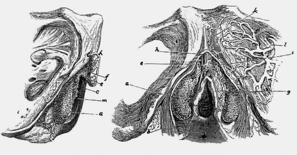 article-anatomy-of-the-clitoris-1-part-0