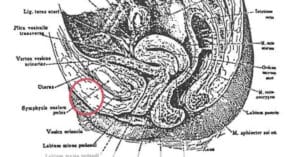 article-clitoris-vanishing-00-1200-628