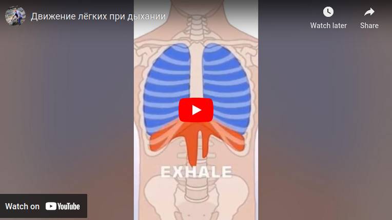 article-diaphragm-breath-video-1