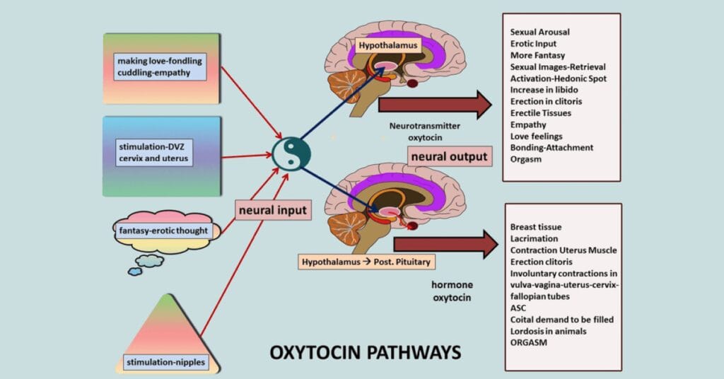 article-expanded-pleasures-mechanisms-0-1200-628