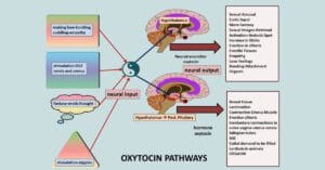 article-expanded-pleasures-mechanisms-0-1200-628