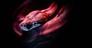 article-kundalini-what-is-how-to-0-1200-628