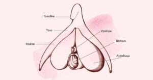 article-stroenie-clitor-0-1200-628