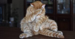 Стыд и секс