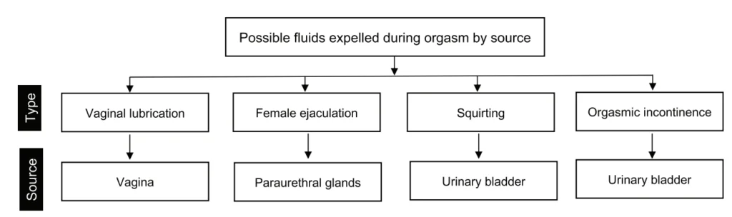 article-ejaculation-and-squirting-different-phenomena-3