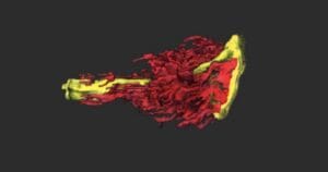 Макроанатомия женской простаты