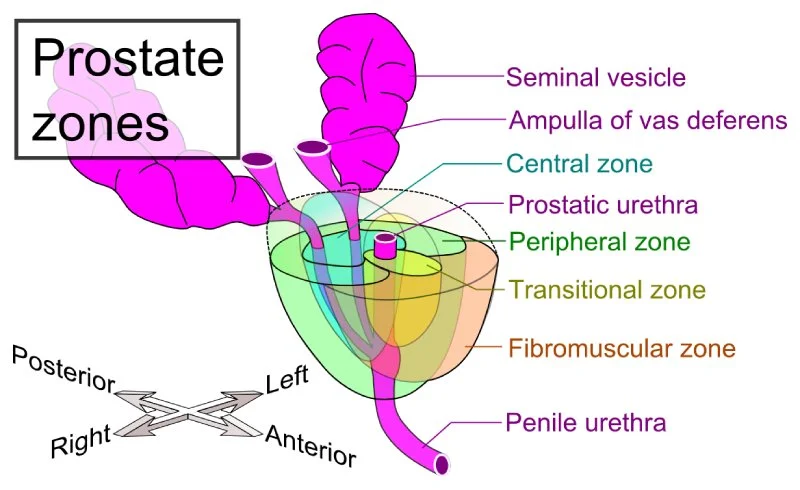 article-everything-about-male-g-spot-1