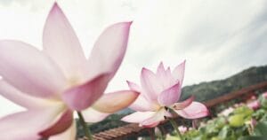 Что именно такое женская эякуляция?