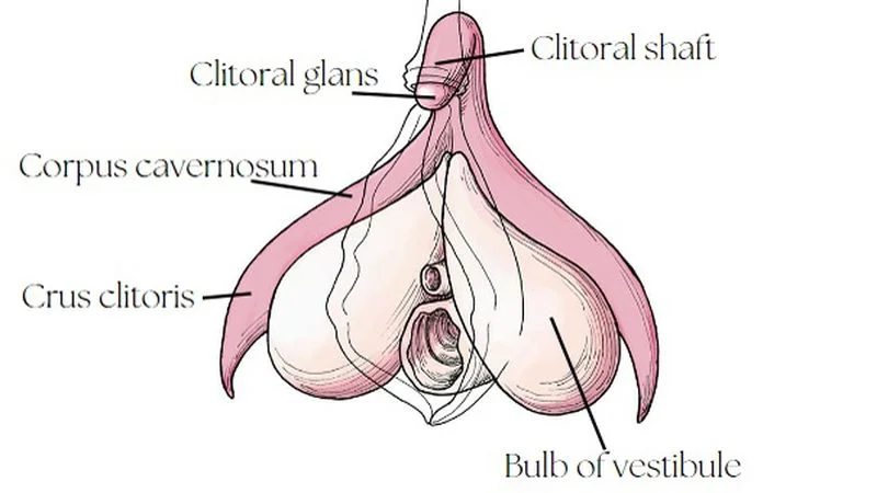 clitoris-has-at-least-10281-nerve-fibers-1