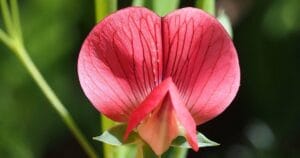 8 различных типов вульвы - с иллюстрациями