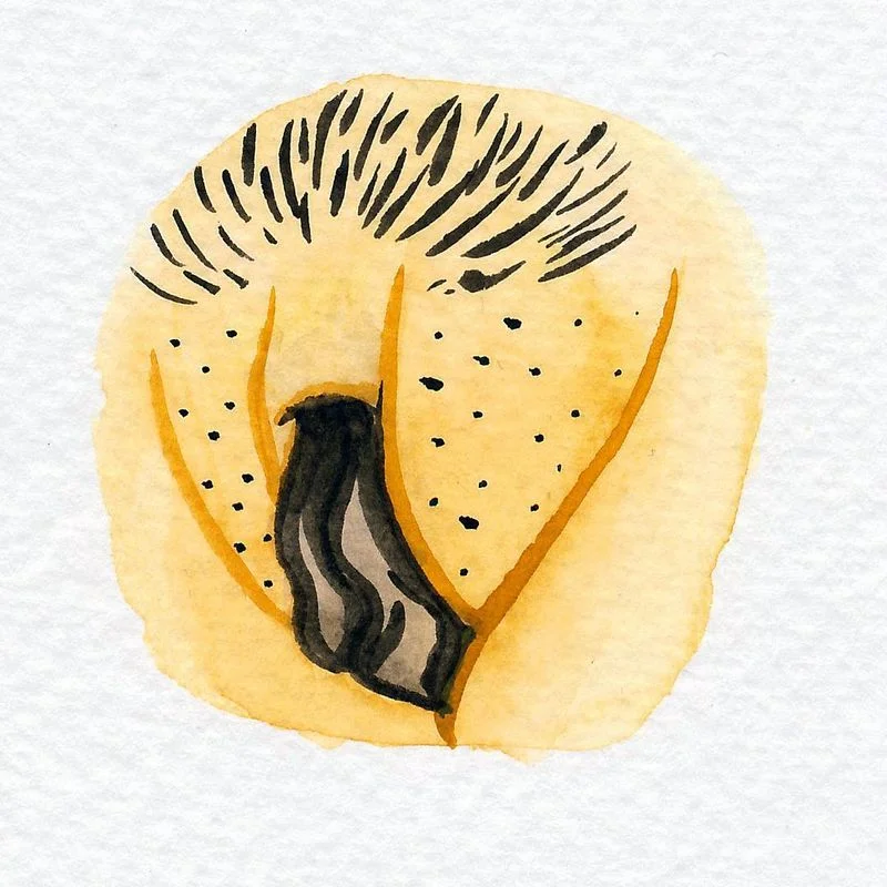 8-different-types-of-vulvas-6
