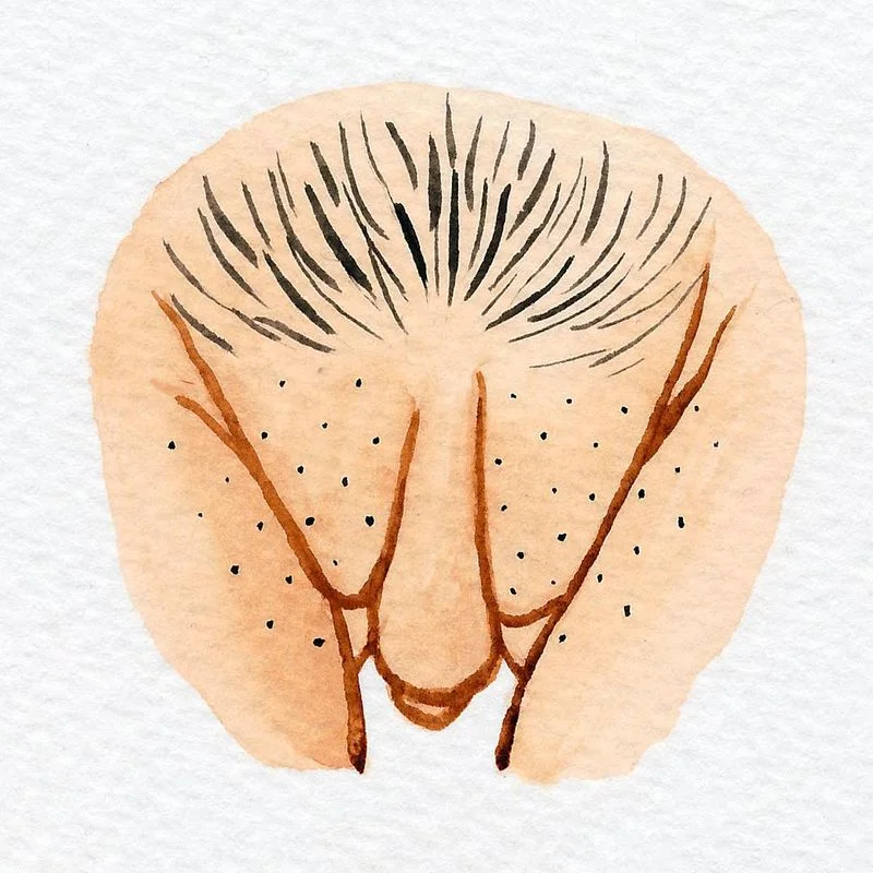 8-different-types-of-vulvas-7