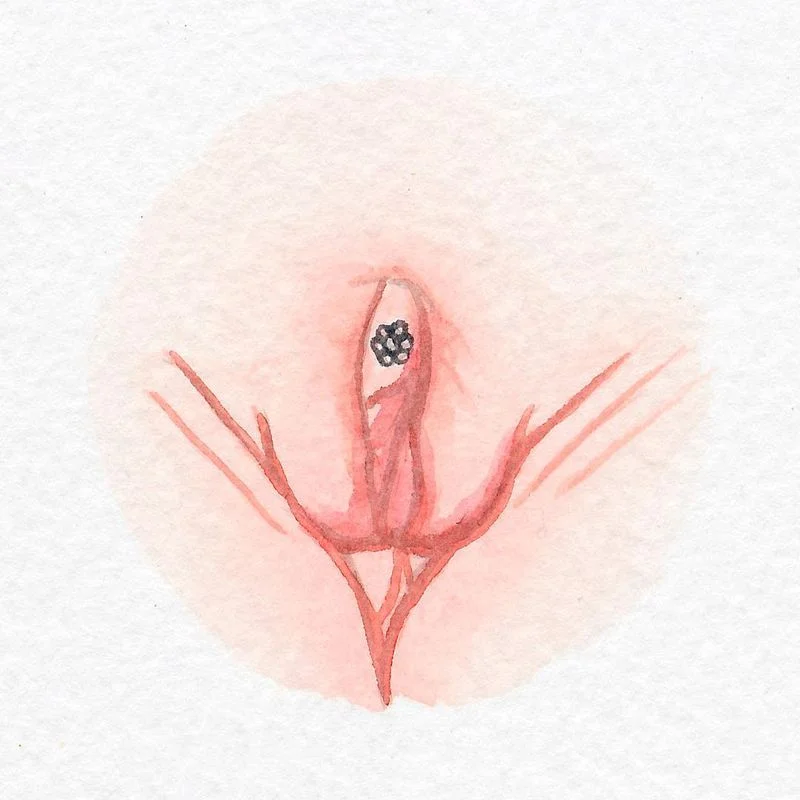 8-different-types-of-vulvas-8