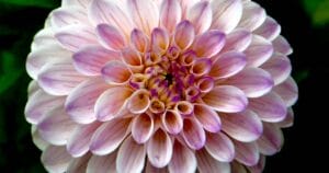 give-your-lover-a-yoni-massage-0