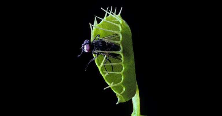 vagina-dentata-myth-0