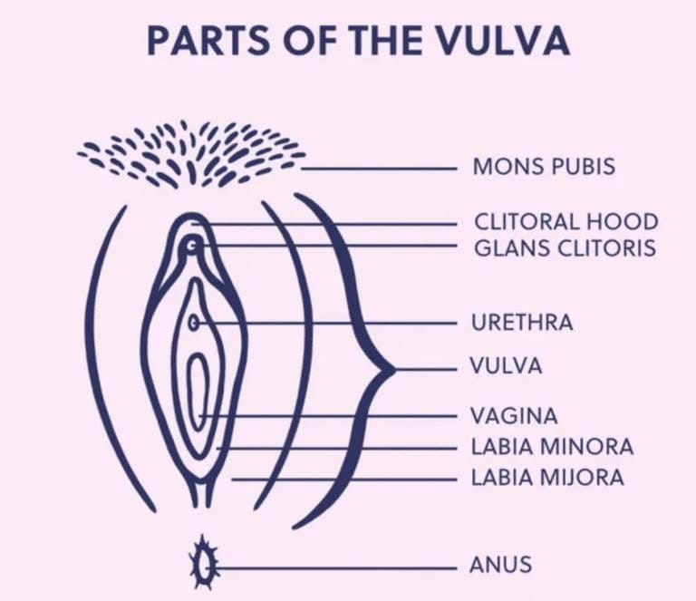 secret-history-of-vulva-1