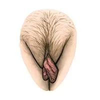 all-vulvas-are-beautiful-1