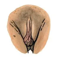 all-vulvas-are-beautiful-10