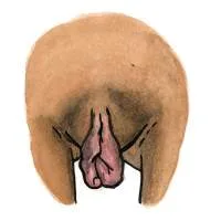 all-vulvas-are-beautiful-12