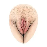 all-vulvas-are-beautiful-13