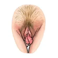 all-vulvas-are-beautiful-17