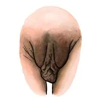 all-vulvas-are-beautiful-22