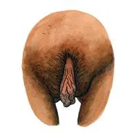 all-vulvas-are-beautiful-4