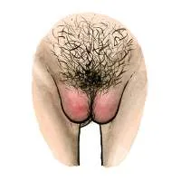 all-vulvas-are-beautiful-5