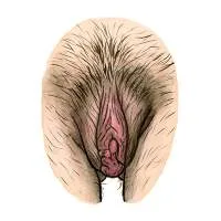 all-vulvas-are-beautiful-7