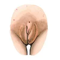 all-vulvas-are-beautiful-9